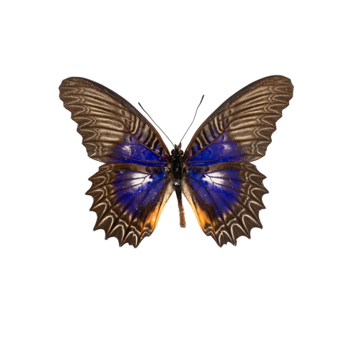 Violet Lacewing Butterfly (Cethosia myrina melancholica)