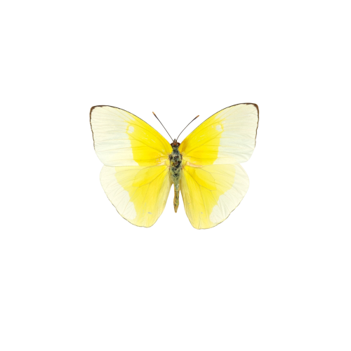 Rio de Janeiro sulphur Butterfly (Aphrissa fluminensis)