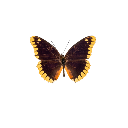 Rare Lacewing Butterfly (Cethosia leschenaultii)