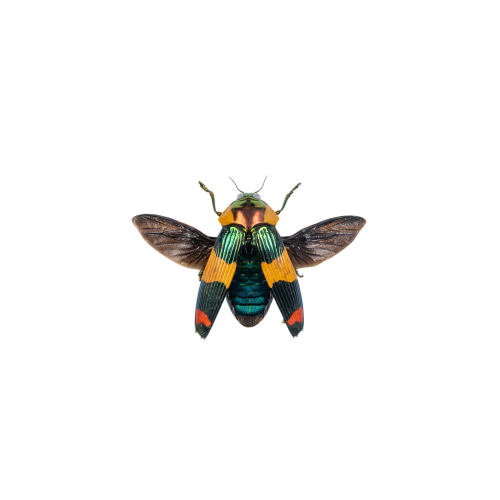 Rare Jewel Beetle (Calodema suhandae)