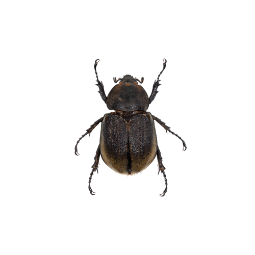 Female Hercules Beetle (Dynastes hercules lichyi)