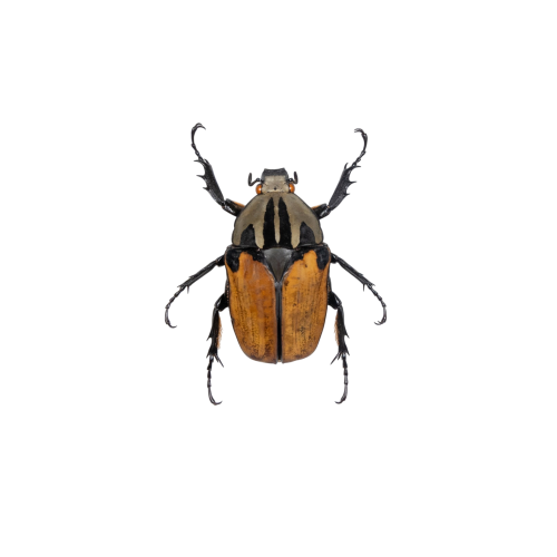 Female African Flower Beetle (Mecynorrhina oberthuri)