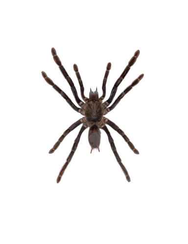 Java Yellow-Kneed Tarantula Spider (Selenocosmia dolichoplectra)