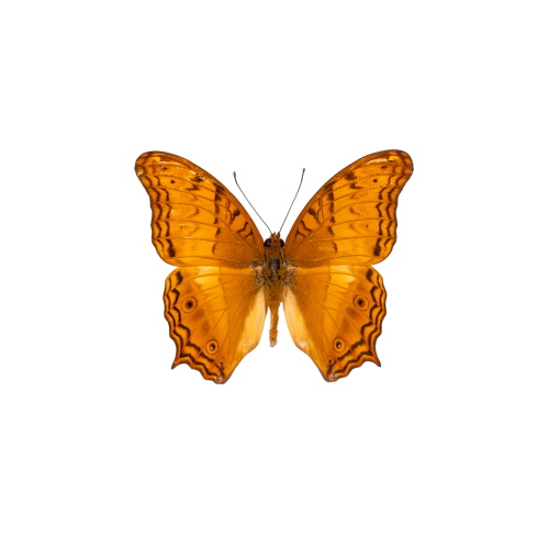 Juno Butterfly (Vindula dejone)