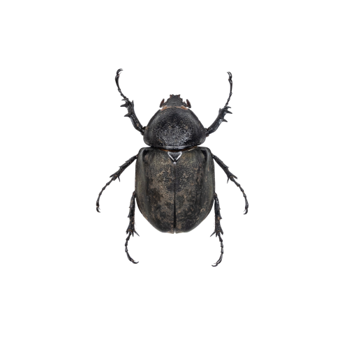 Female Atlas Beetle (Chalcosoma atlas mantetsu)