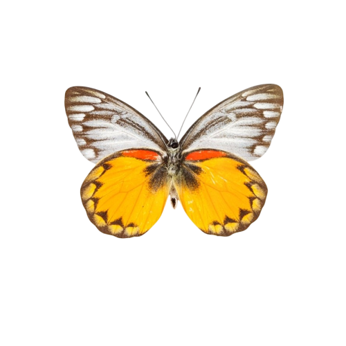 Delias Butterfly  from Flores, indonesia(Delias oraia lydia)