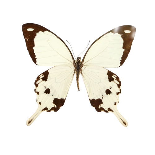 African Swallowtail Butterfly (Papilio dardanus)