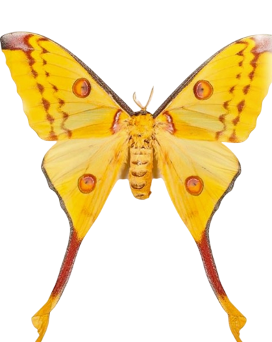 Female Comet Moth (Argema mittrei)