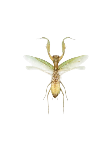 The Indochina Mantis (Hierodula patellifera)
