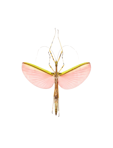 Pink Winged Stick Insect (Necroscia annulipes)