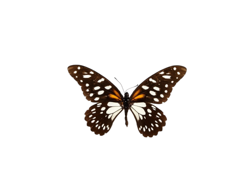 Regal Swallowtail (Papilio rex)