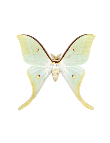 Chinese Moon Moth (Actias ningpoana)