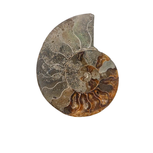 Cut & Polished Ammonite Fossil (Cleoniceras sp)