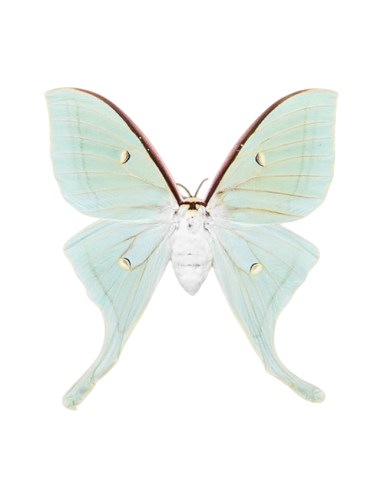 Chinese Moon Moth (Actias ningpoana)
