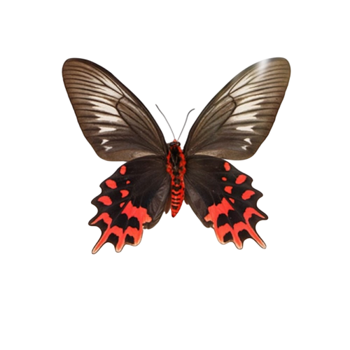 Female Black Ballerina Butterfly Ventral Side (Atrophaneura semperi)