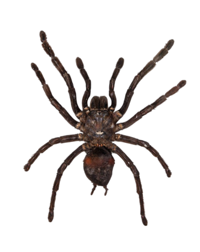 Thailand Black Tarantula (Cyriopagopus minax)