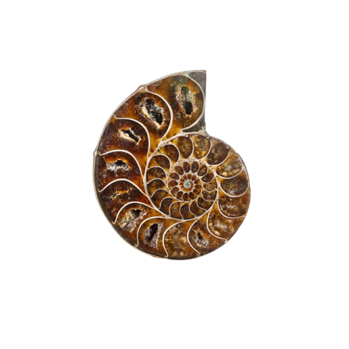 Cut & Polished Ammonite Fossil (Cleoniceras sp)