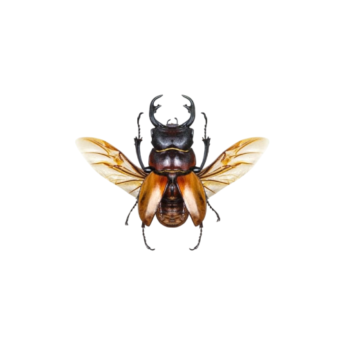 Stag Beetle (Odontolabis sommeri)