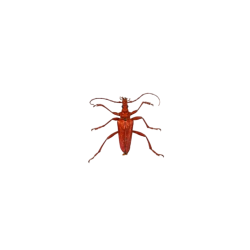 Red Longhorn Beetle (Mastododera coccinea)