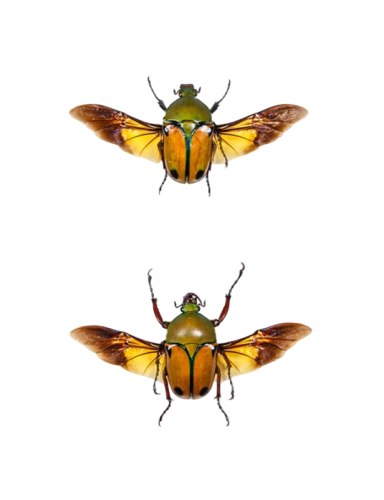 African Flower Beetle (Eudicella euthalia oweni)