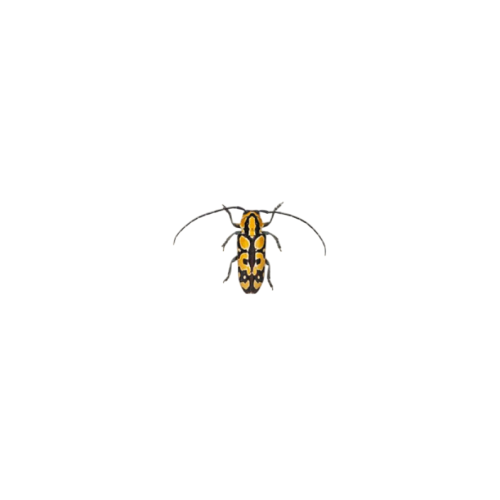 Longhorn Shoot Borer Beetle (Tragocephala variegata)
