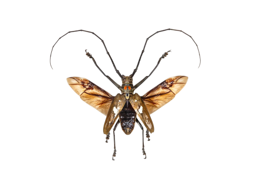 Longhorn Beetle (Batocera celebiana)