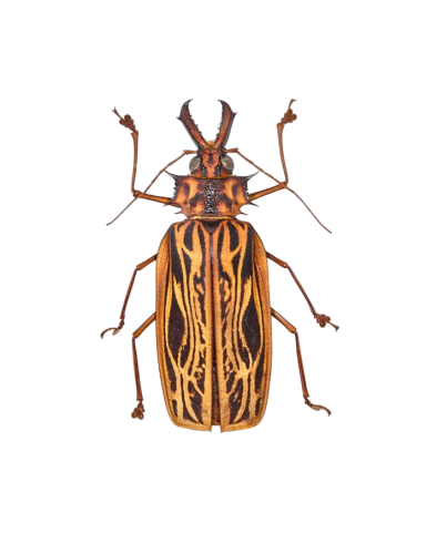 Female Sabertooth Longhorn Beetle (Macrodontia cervicornis)