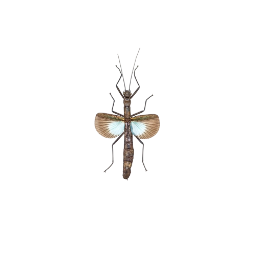 Blue Stick Insect (Orthomeria versicolor)