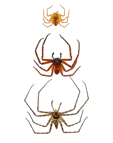 Huntsman Spiders (Heteropoda sp)