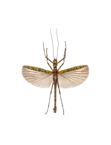 Black & Green Phasma Stick Insect (Aschiphasma annulipes)