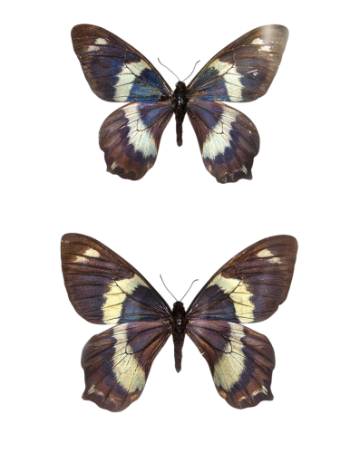 Papilio toboroi Butterfly Male & Female Pair from Solomon Islands