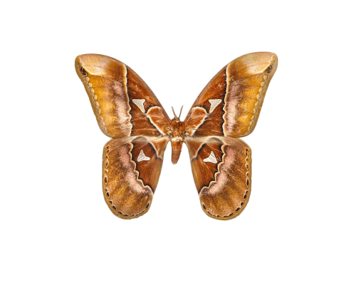 Rothschild Silkmoth (Rothschildia aurota)