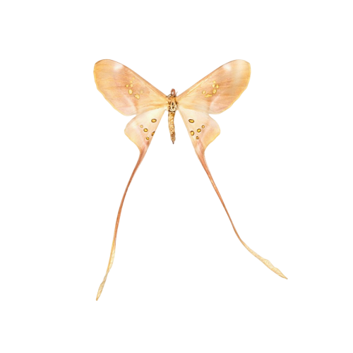 Eudaemonia brachyura From Sierra Leone