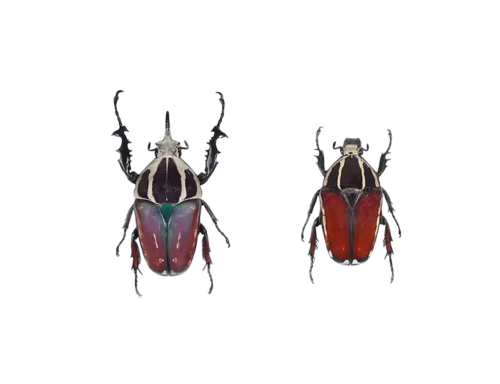 Giant Flower Beetle Male & Female Pair (Mecynorhina torquata ugandensis)