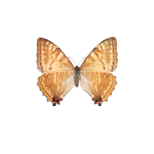 Female Sulkowsky's Morpho Yellow Form Butterfly (Morpho sulkowskyi)