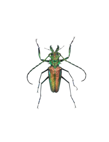 Rainbow Longhorn Beetle (Psalidognathus friendi)