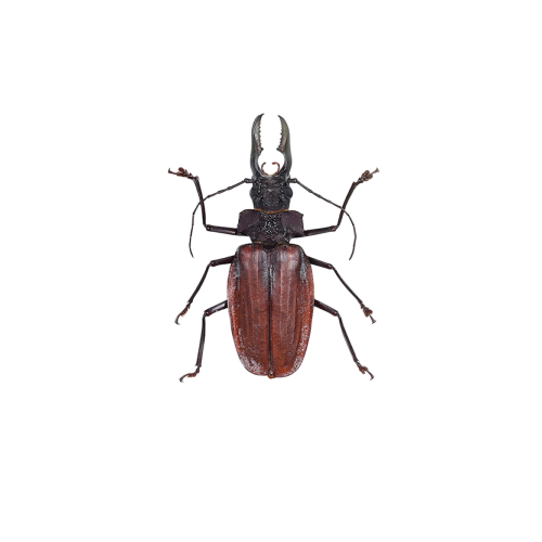 American Longhorn (Macrodontia crenata)