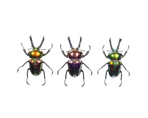 Rainbow Stag Beetle Trio (Phalacrognathus muelleri)