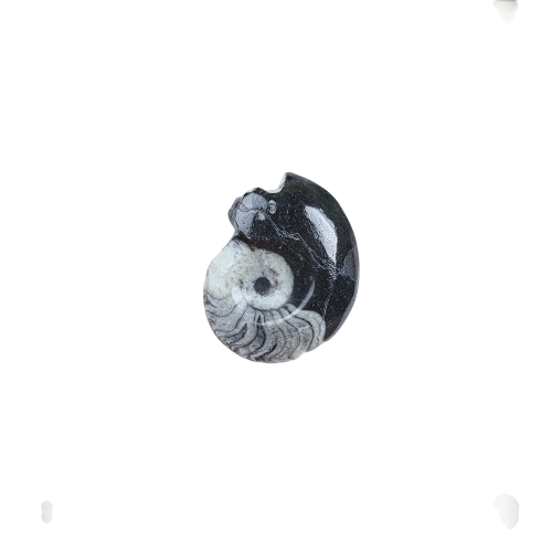 Goniatite Ammonite (Goniatitida sp)