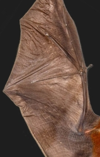 Bat Taxidermy Frames