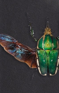 Beetle Baroque Frames