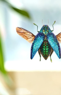 Beetle Clear Frames