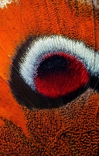 British Entomology Frames
