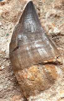 Fossils on Stands