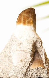 Dinosaur Fossils on Stands