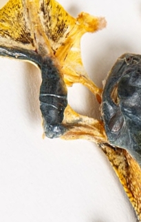 Frog & Fish Taxidermy Frames