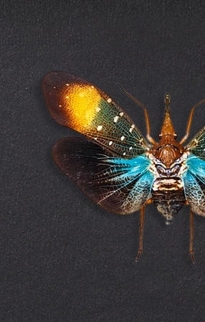 Insect Baroque Frames