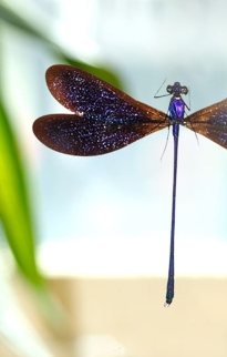 Insect Clear Frames