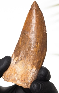 Fossils Only
