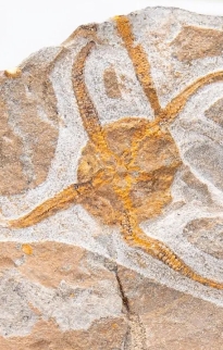 Marine Fossils on Stands